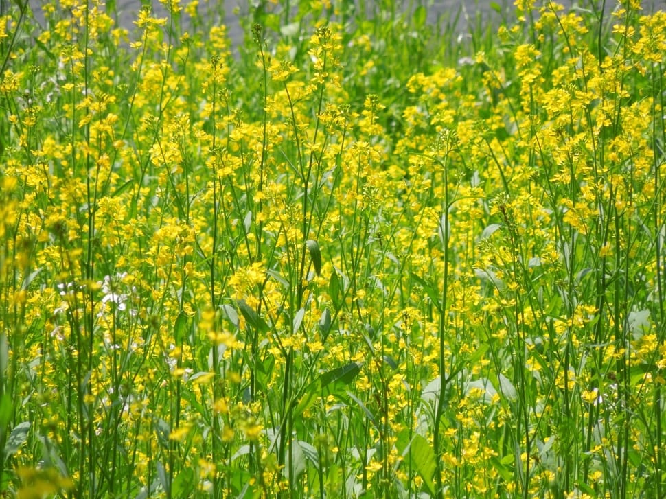yellow rapeseed flowers preview