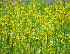 yellow rapeseed flowers thumbnail