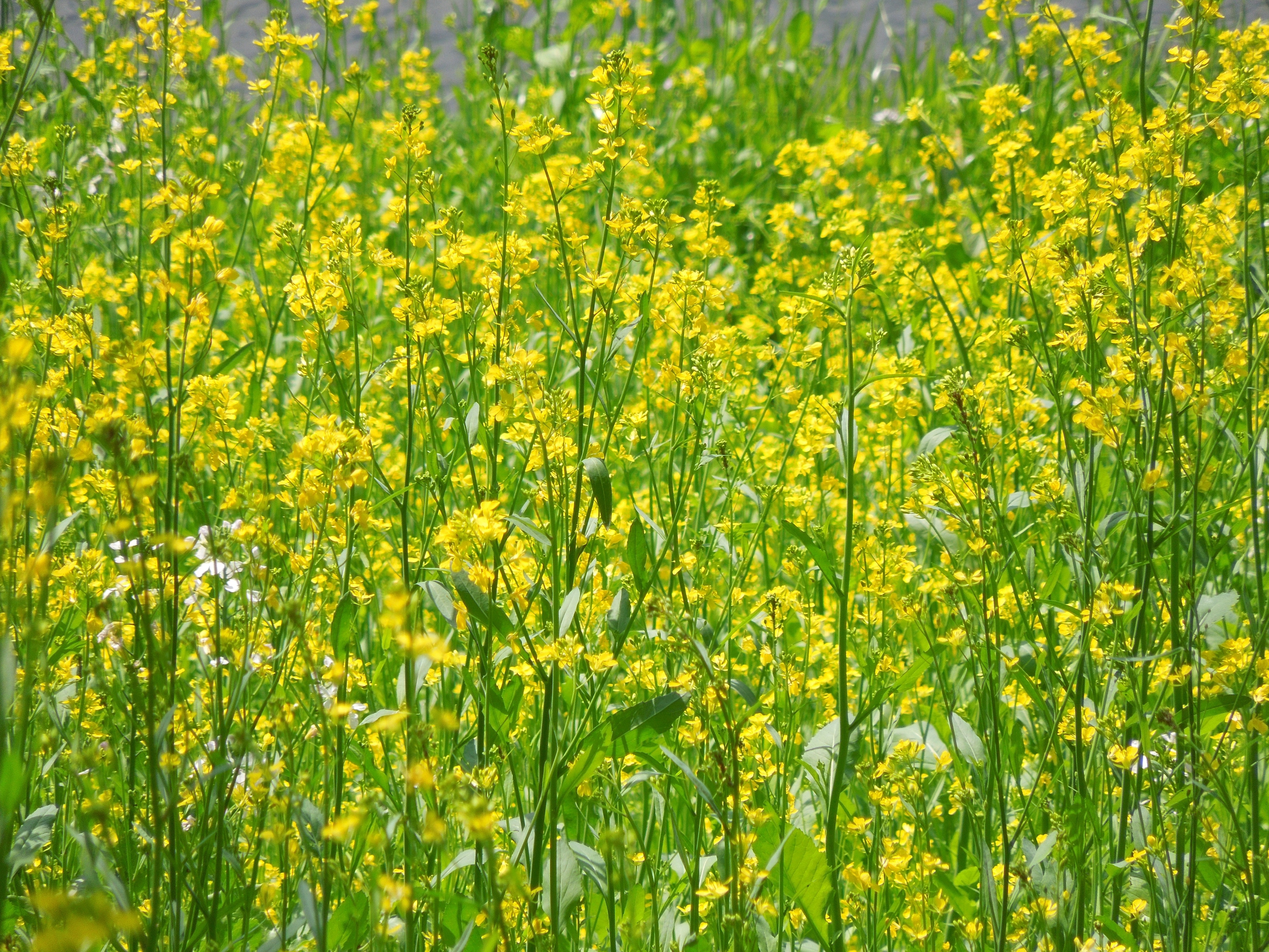 yellow rapeseed flowers