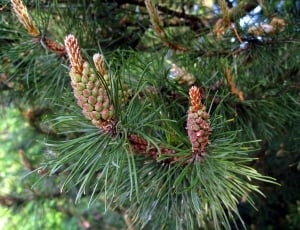 Conifer, Foliation, Pine, Forest, pine tree, green color thumbnail