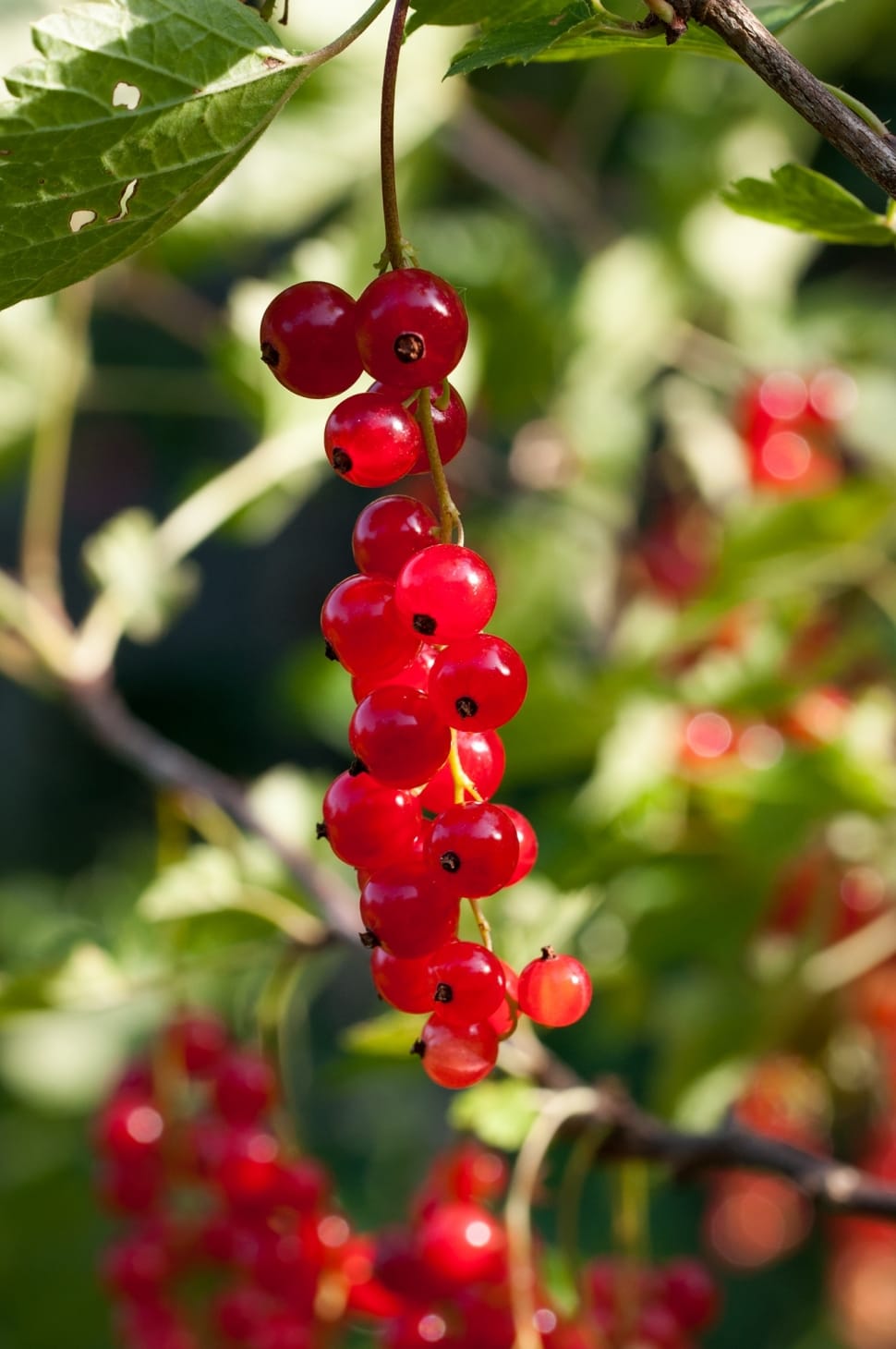 red currant berry preview