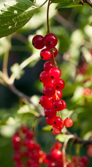 red currant berry thumbnail