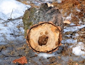 brown cut log thumbnail