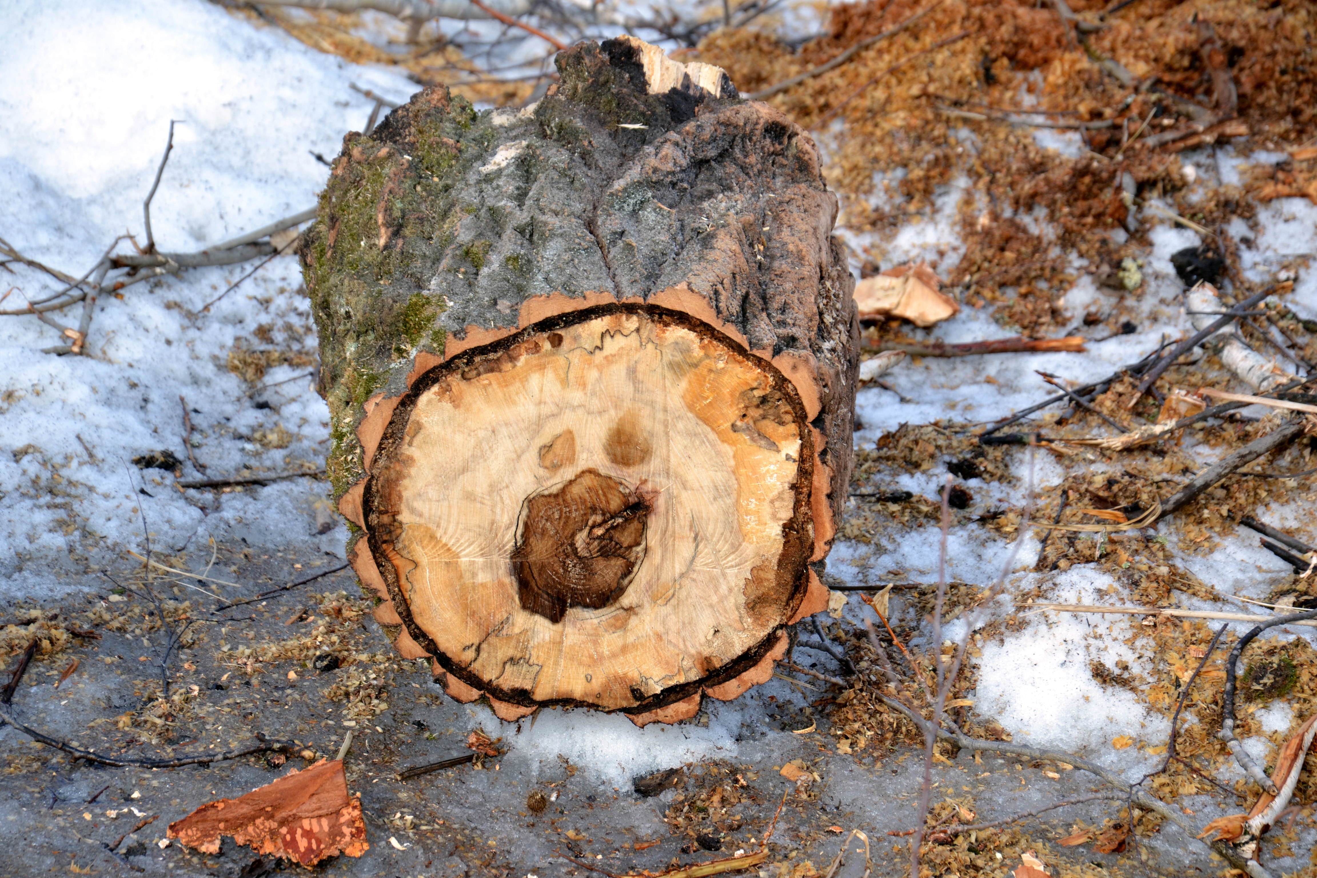 brown cut log