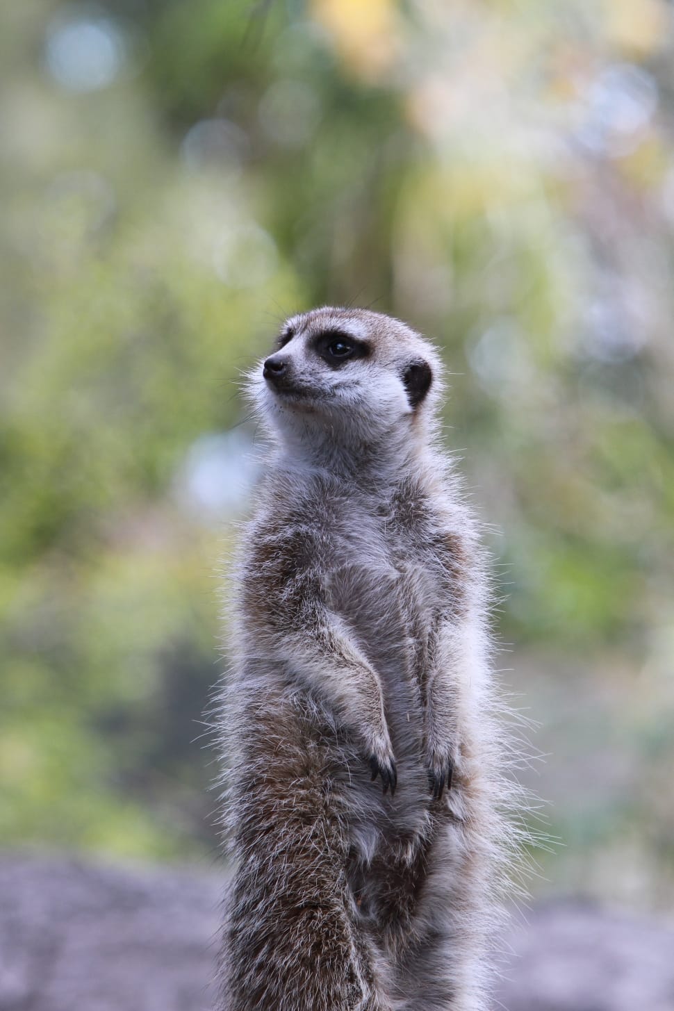 brown and white meerkat preview