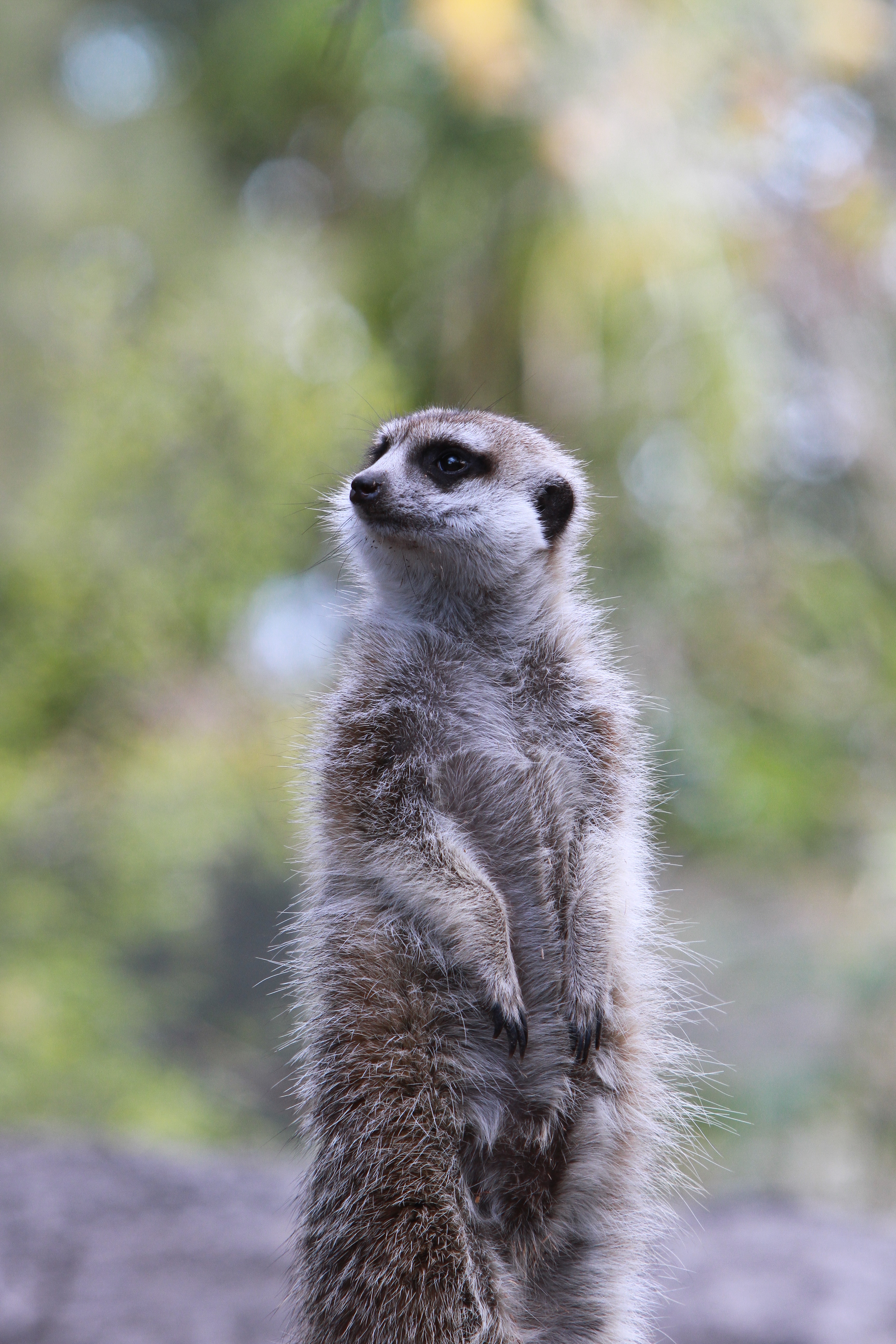 brown and white meerkat