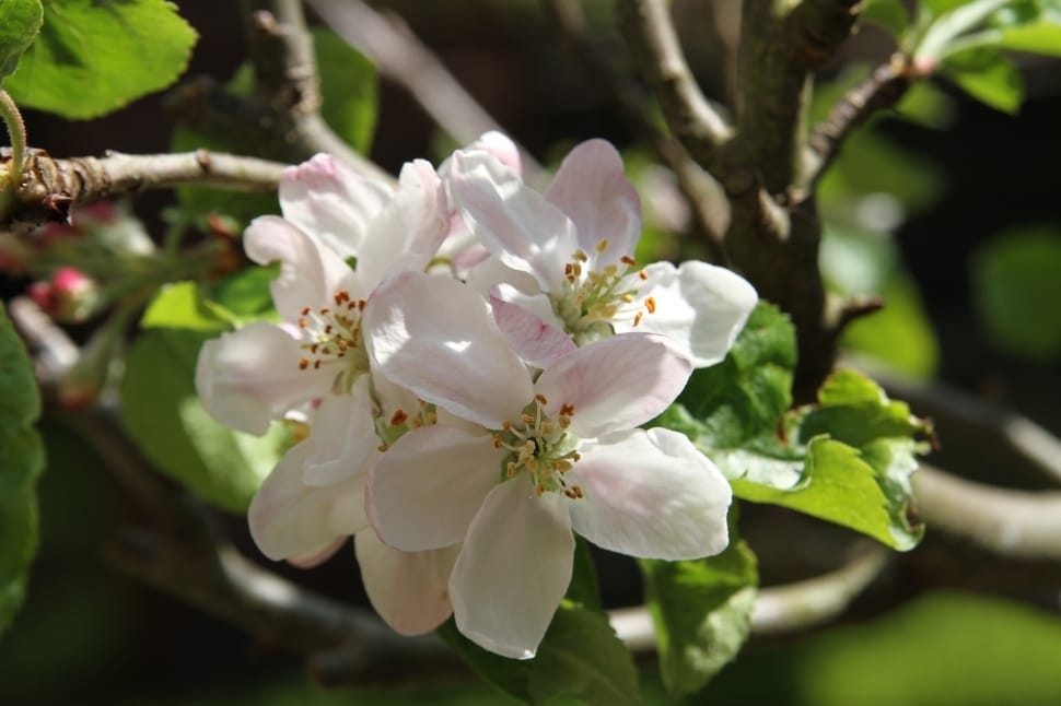 Apple Blossom, Spring, Pink, Blossom, flower, blossom preview