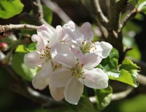 Apple Blossom, Spring, Pink, Blossom, flower, blossom thumbnail