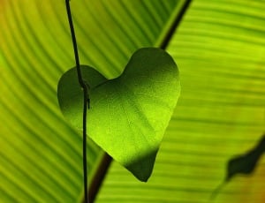 green heart shape leaf plant thumbnail