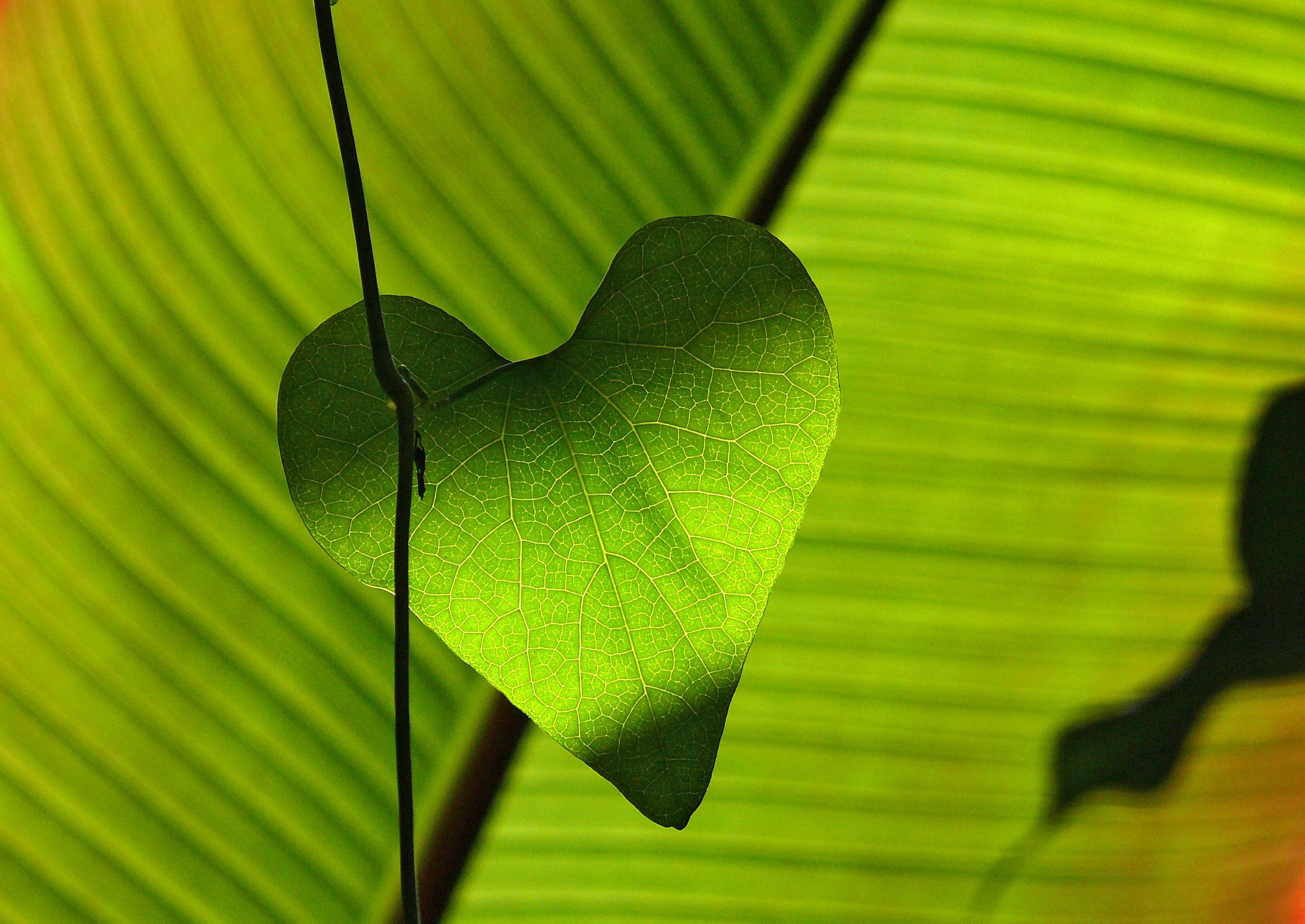 green heart shape leaf plant