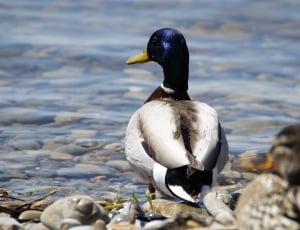white and black duck thumbnail