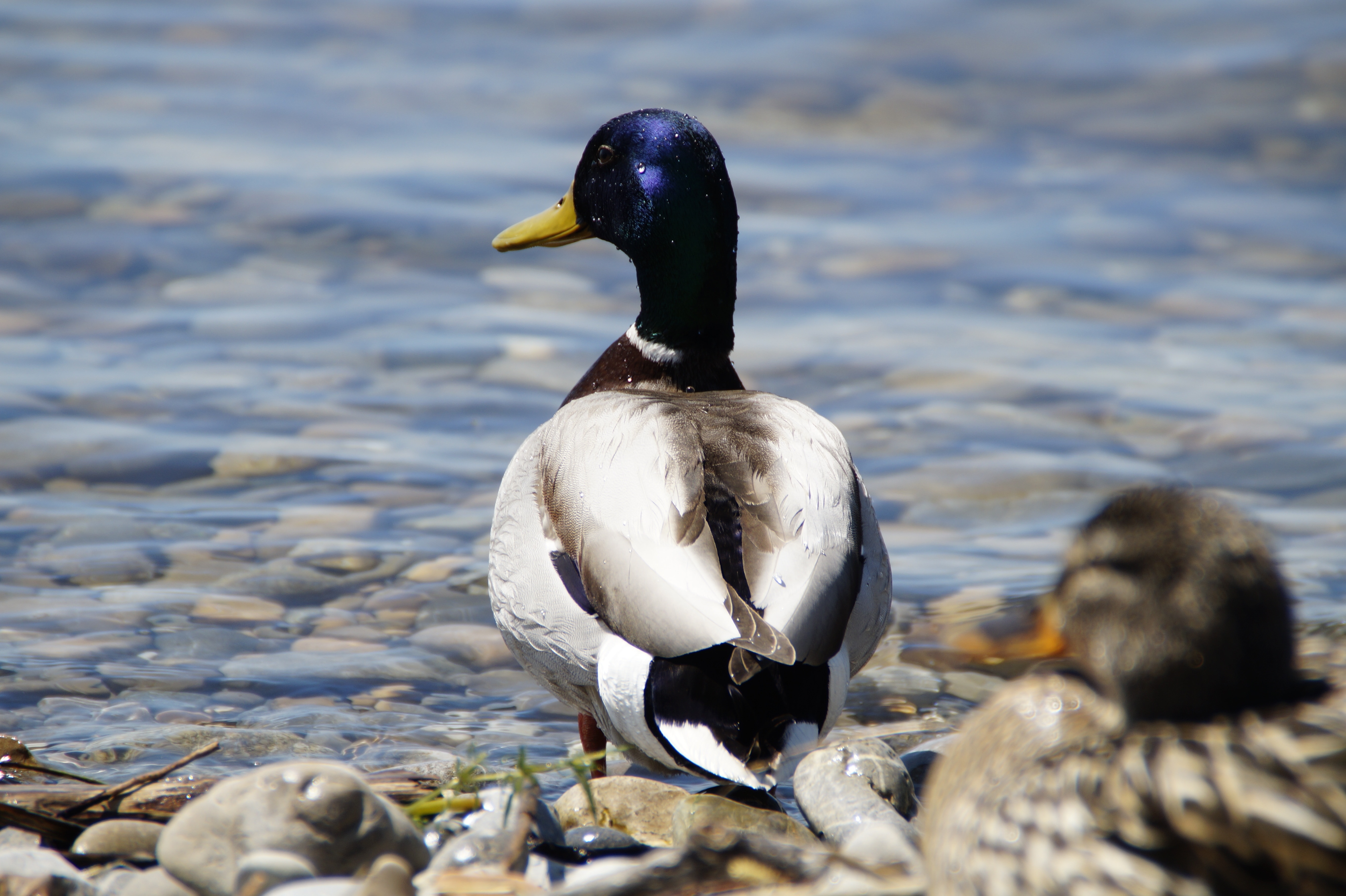white and black duck