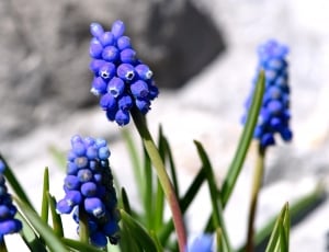blue flower thumbnail