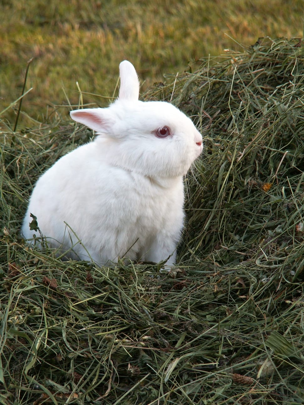 white rabbit preview