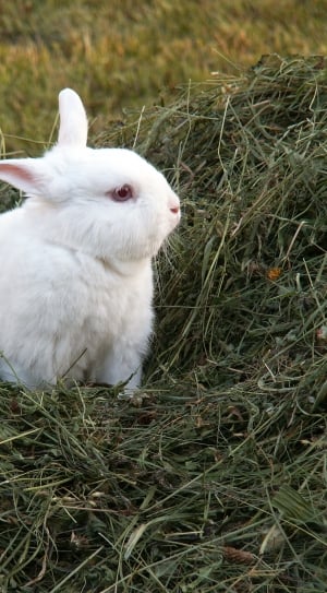 white rabbit thumbnail