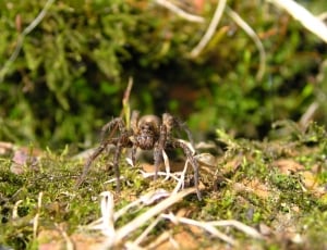 brown and black sheetweb spider thumbnail