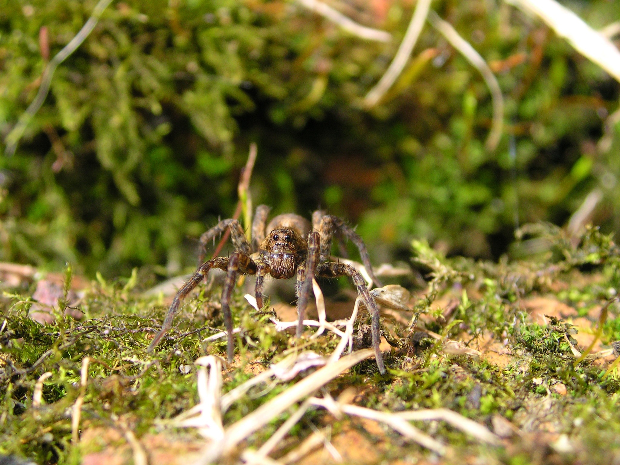 brown and black sheetweb spider