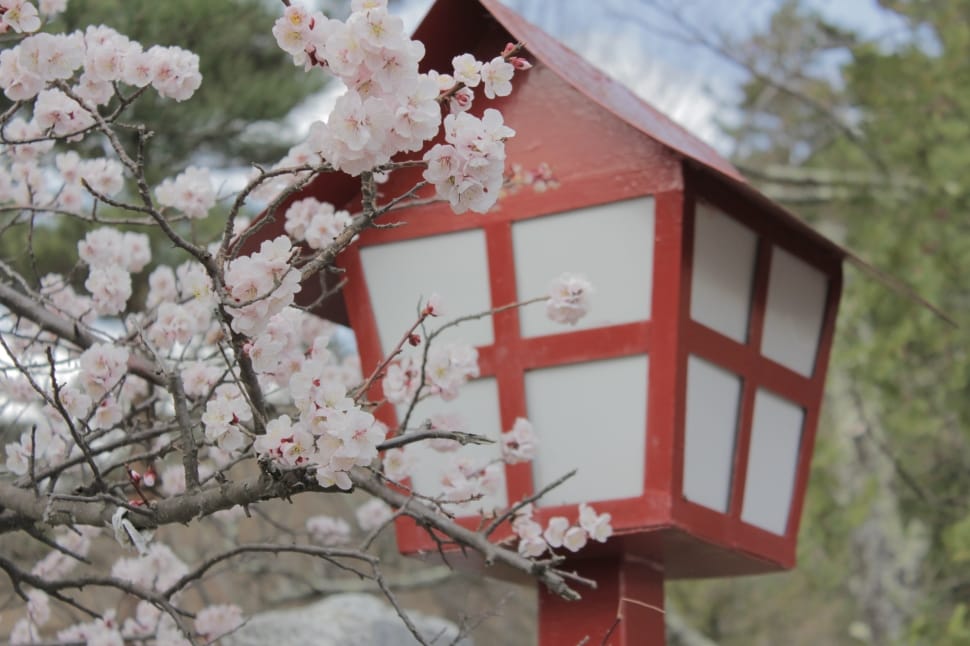 Japan, Cherry Blossoms, Sakura, Blossom, tree, red preview