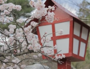 Japan, Cherry Blossoms, Sakura, Blossom, tree, red thumbnail