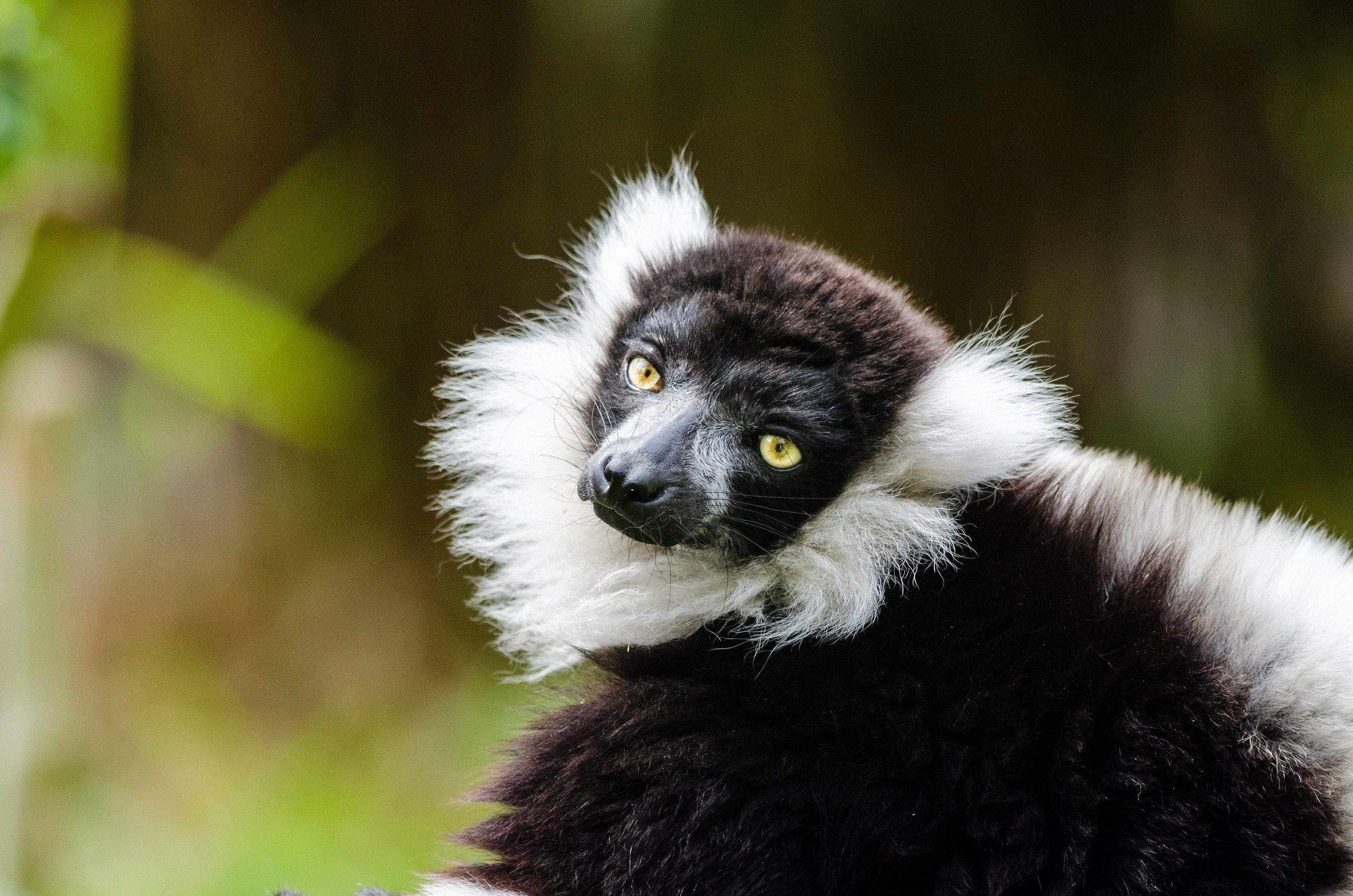 white and black primate at daytime