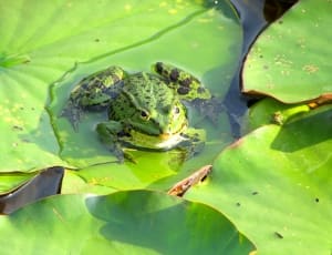 green and black toad thumbnail