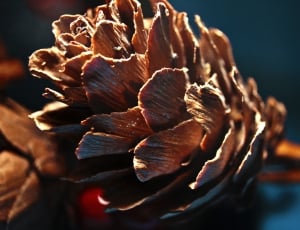 brown pine cone thumbnail