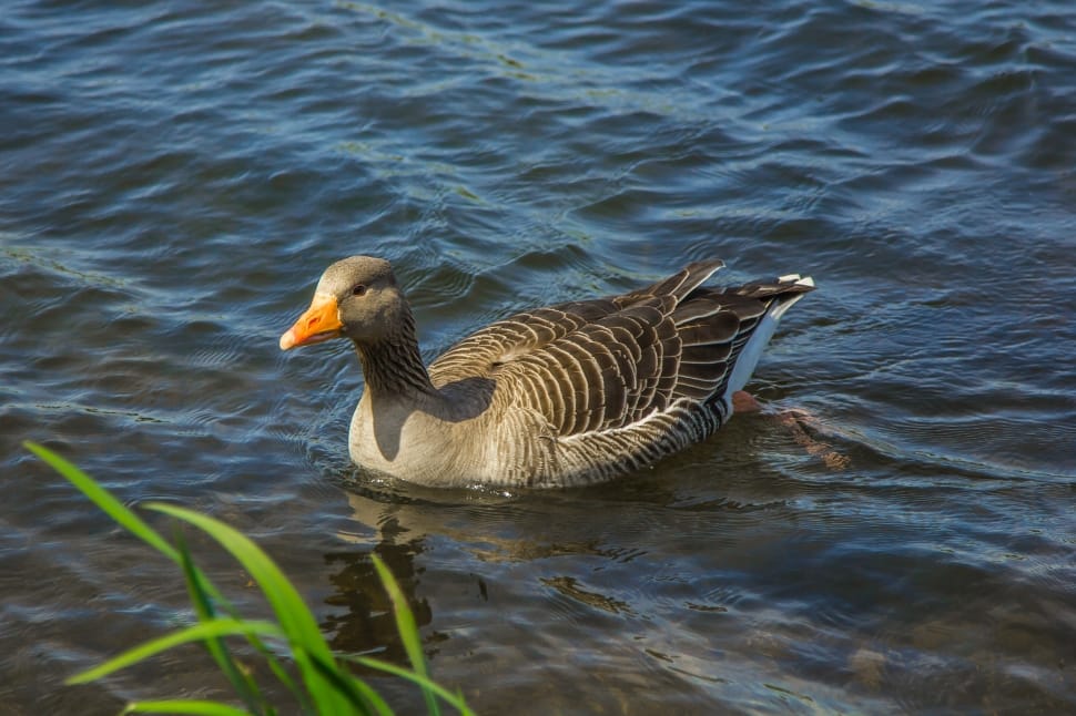 mallard duck in body of water preview