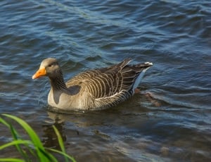 mallard duck in body of water thumbnail