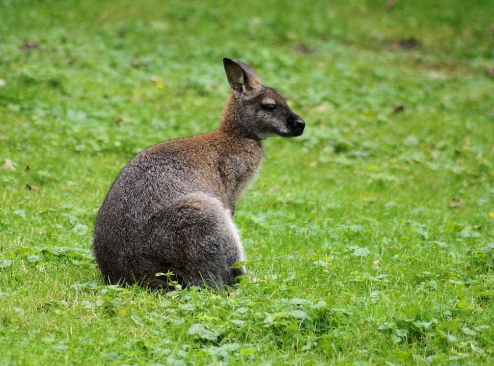 black and gray kangaroo in forest at daytime preview