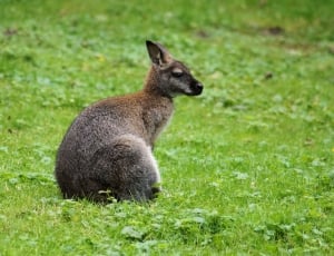 black and gray kangaroo in forest at daytime thumbnail