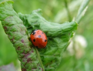 Meadow, Ladybug, Spring, Leaf, Green, close-up, nature thumbnail