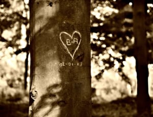 Valentine, Tree, Heart, Carving, communication, love thumbnail