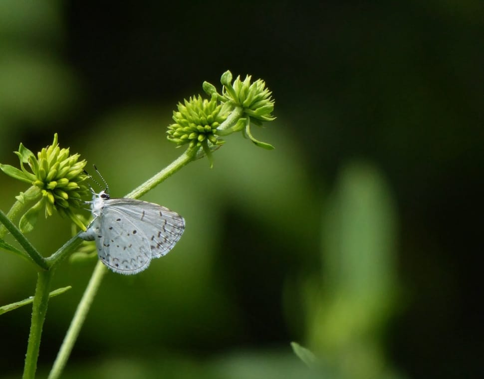 white and black moth on green petaled flower preview