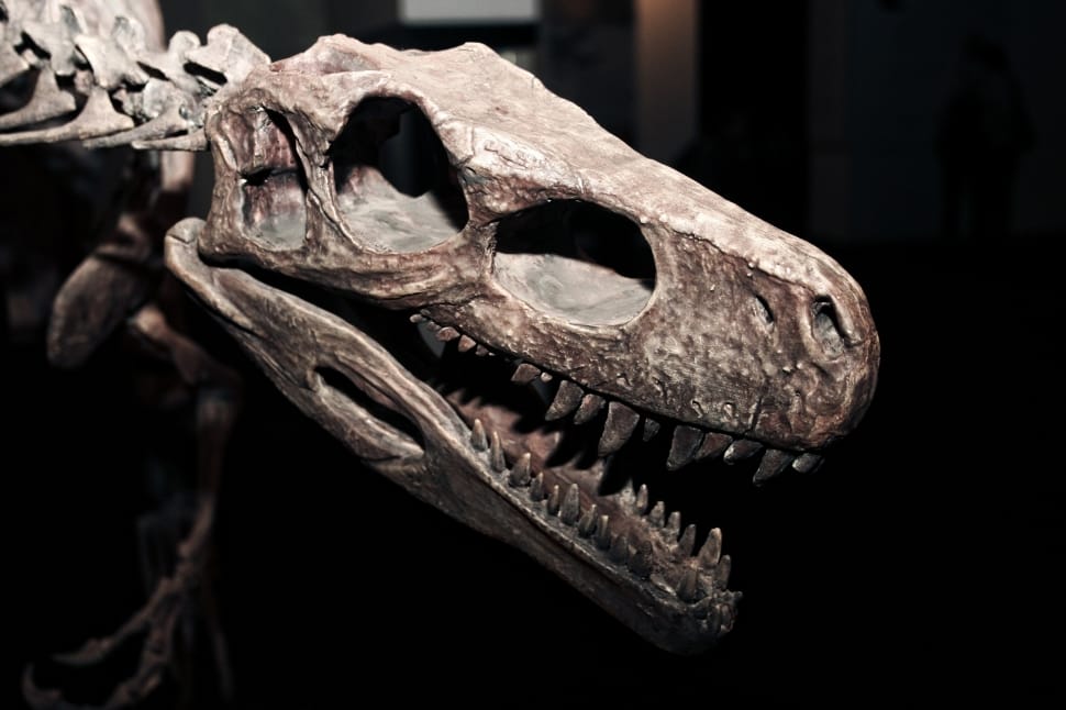 brown dinosaur skull preview