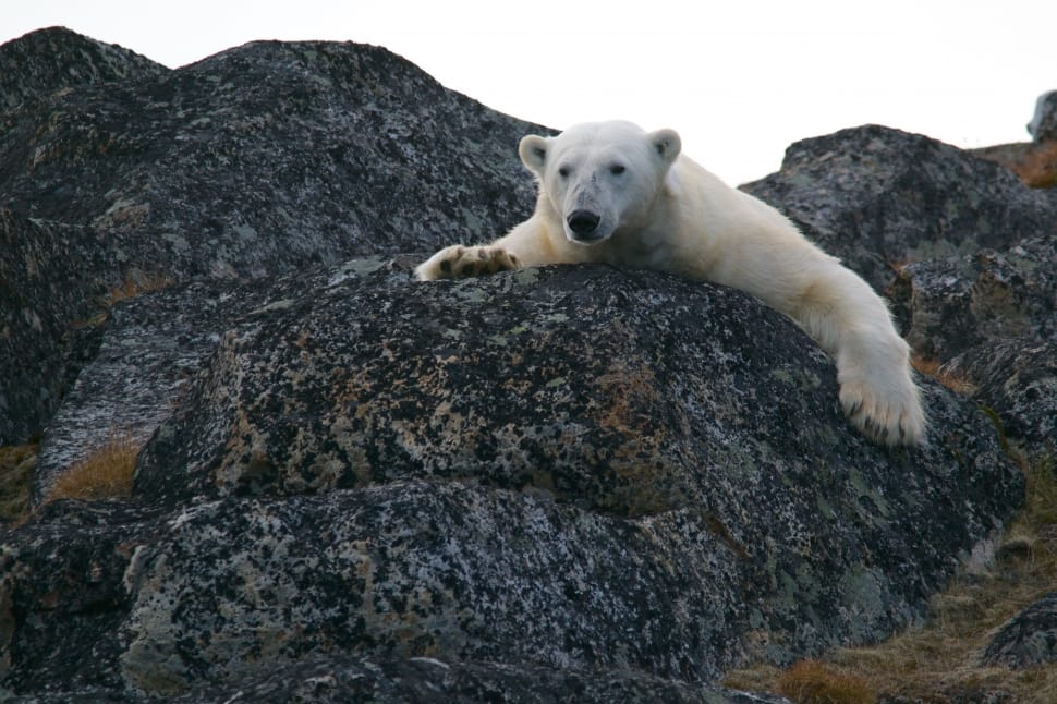 polar bear free image - Peakpx