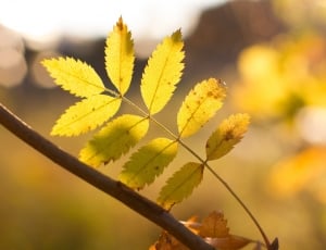Foliage, Sunny, Autumn, Autumn Leaves, leaf, close-up thumbnail
