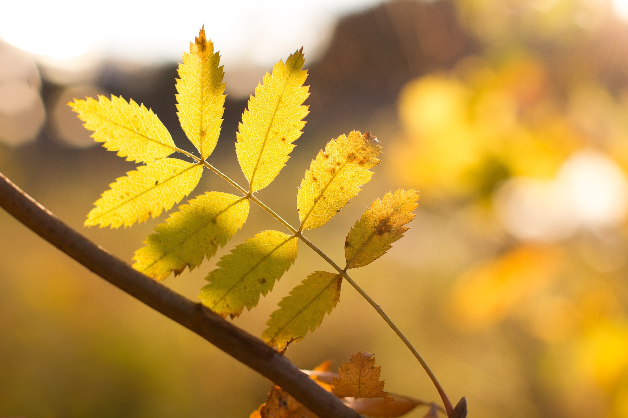 Foliage, Sunny, Autumn, Autumn Leaves, leaf, close-up