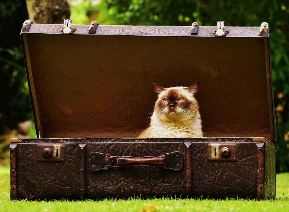 brown leather attache case and cat preview