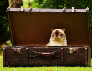 brown leather attache case and cat thumbnail
