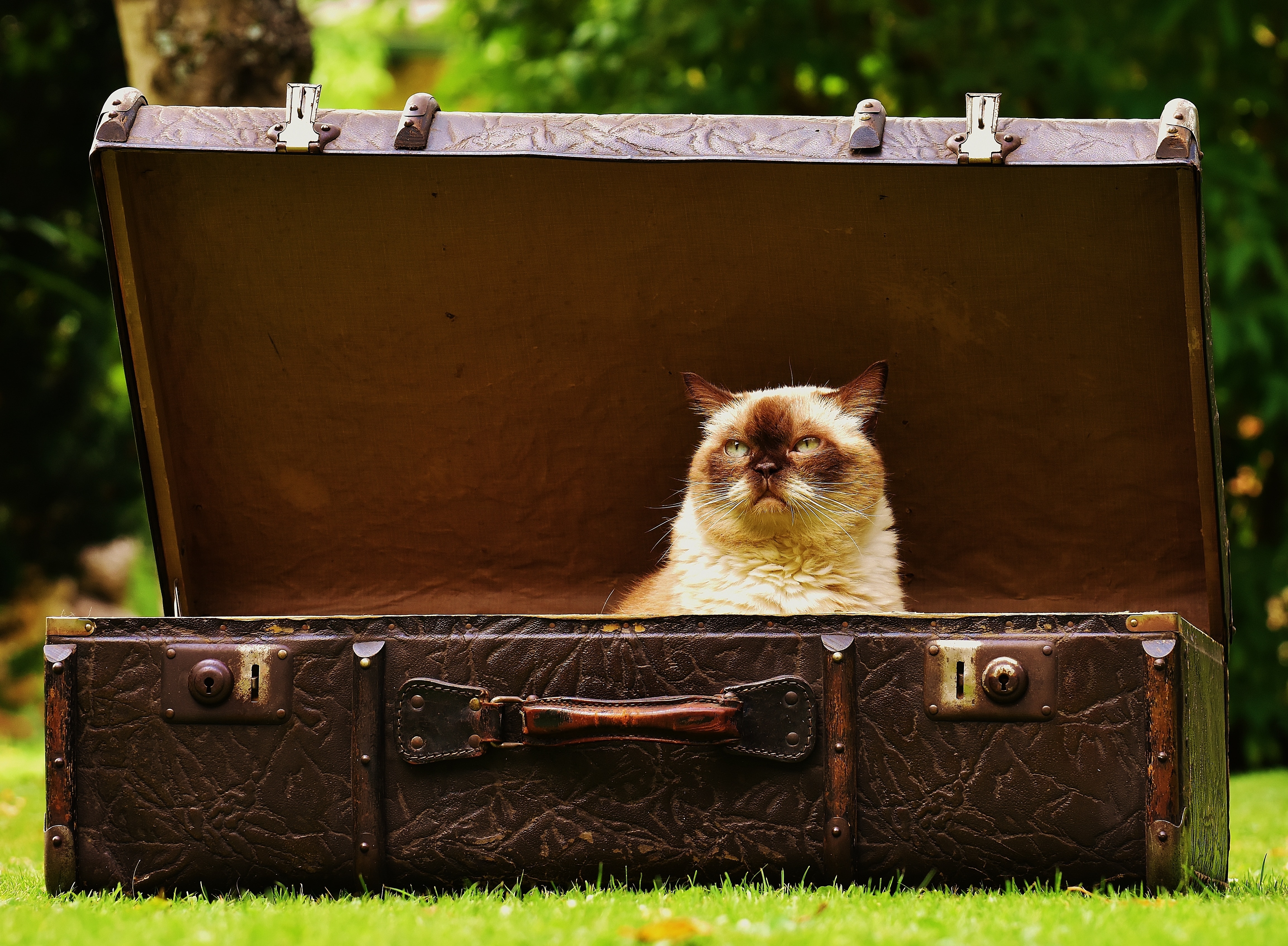 brown leather attache case and cat