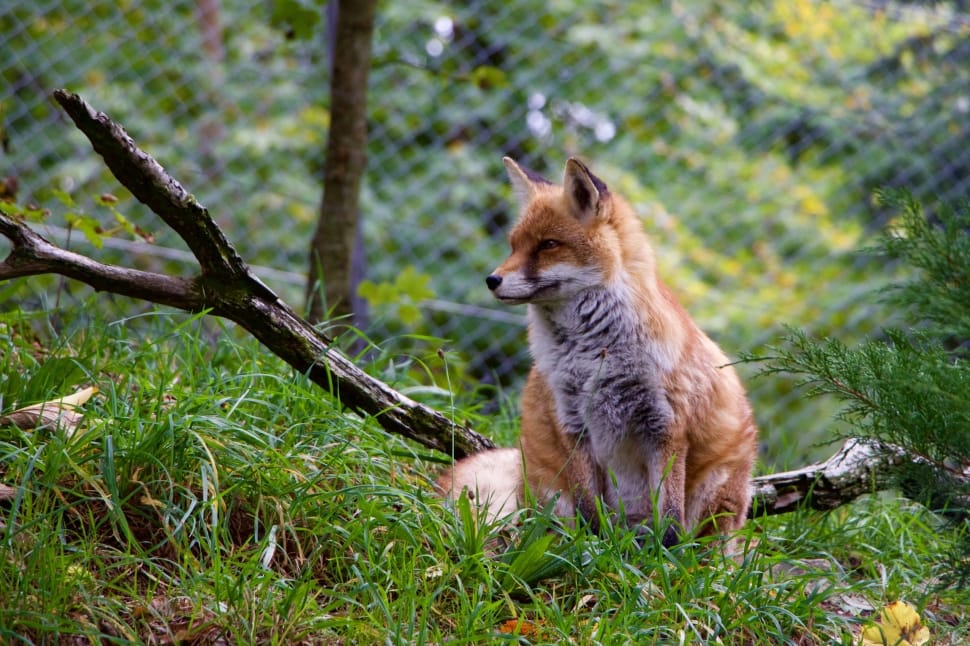 Nature, Female, Fuchs, Animals, one animal, animal wildlife preview