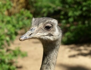 gray and black ostrich thumbnail