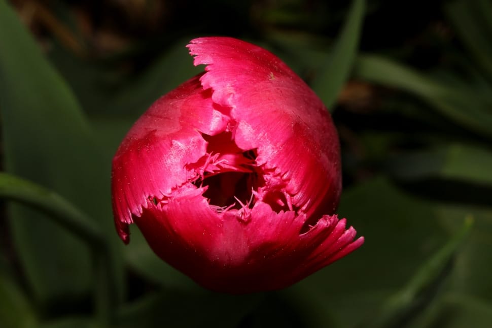 Pink, Spring, Tulip, Flower, flower, close-up preview