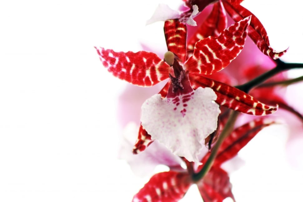 red and white flowers preview