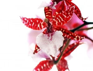 red and white flowers thumbnail