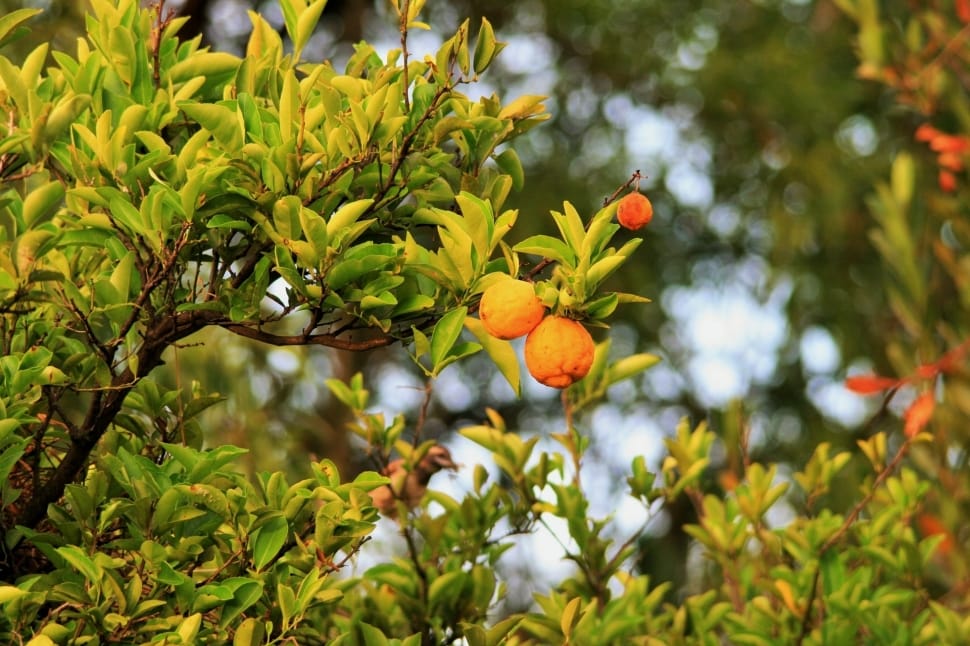 Lemon, Citrus, Tree, Fruit, Branch, fruit, tree preview