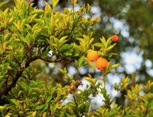 Lemon, Citrus, Tree, Fruit, Branch, fruit, tree thumbnail