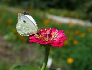 Nature, Flowers, Butterfly, Summer, flower, petal thumbnail