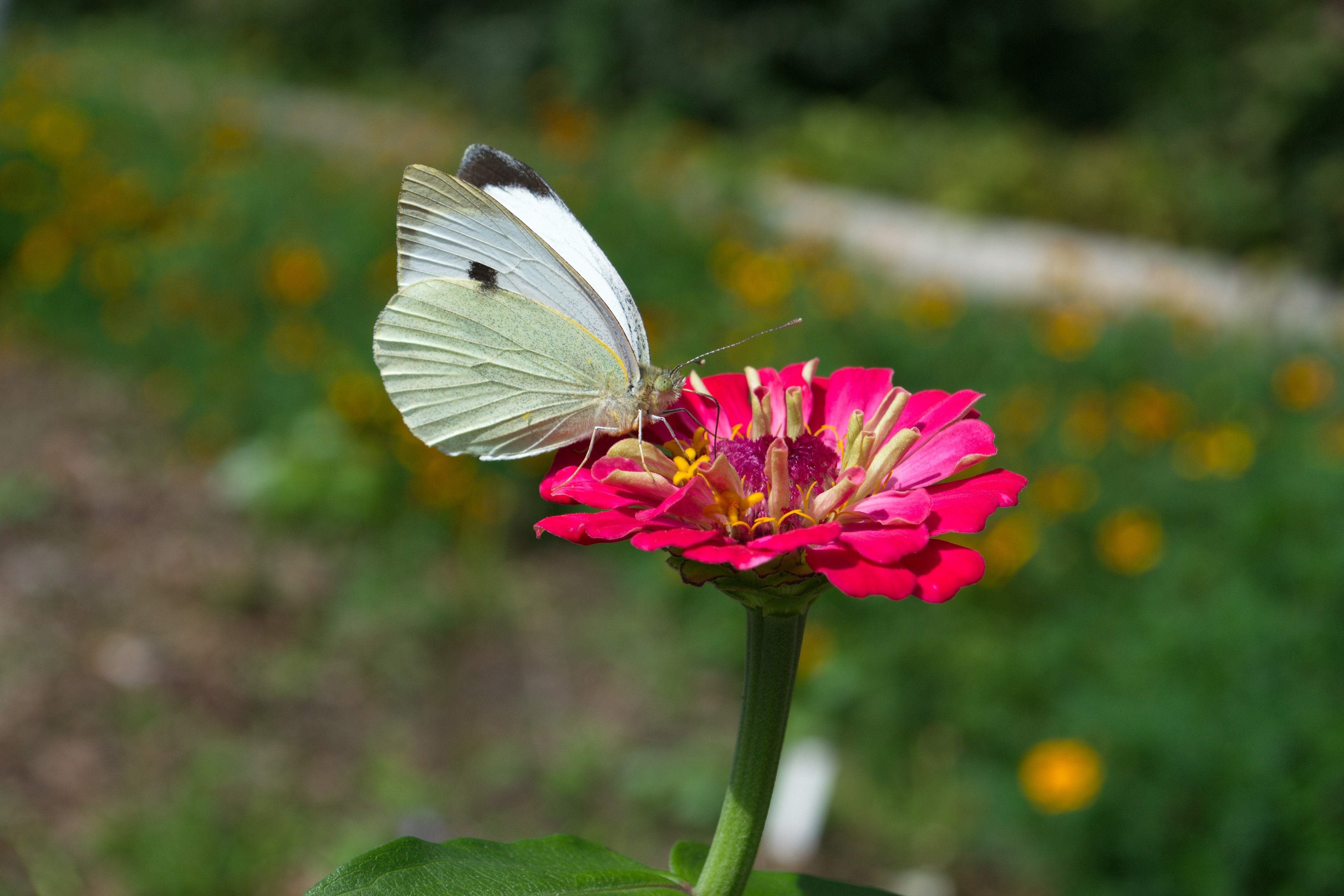 Бабочка подлетает к цветку