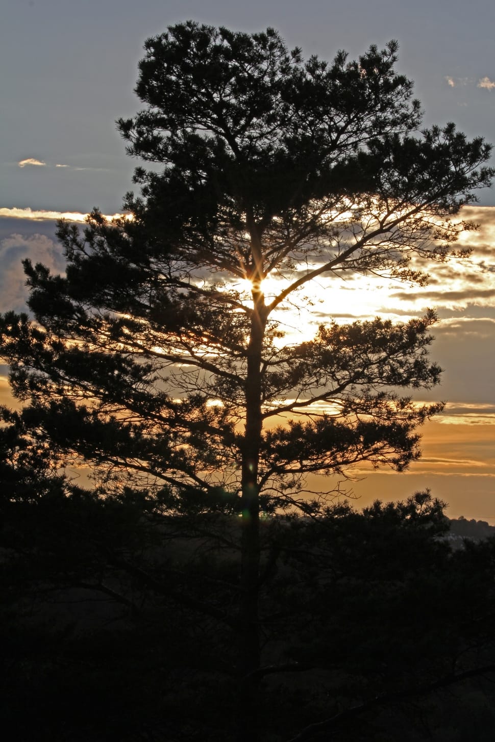 silhouette of tree under white clouds during sunset preview